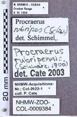 Etikett zu Cateanus geminus (Candèze, 1894)